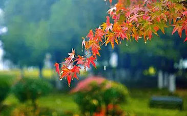 事关这类毕业生就业！河北最新通知